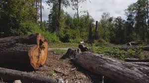 Best Seasonal Cleanup (Spring/Fall)  in Gerald, MO